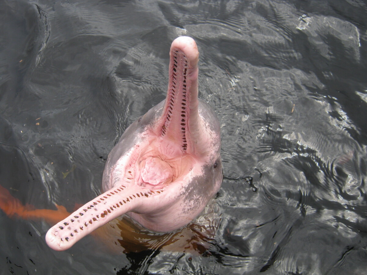 One population of pink river dolphins in the Brazilian Amazon plummeted by 65% between 1994 and 2016.