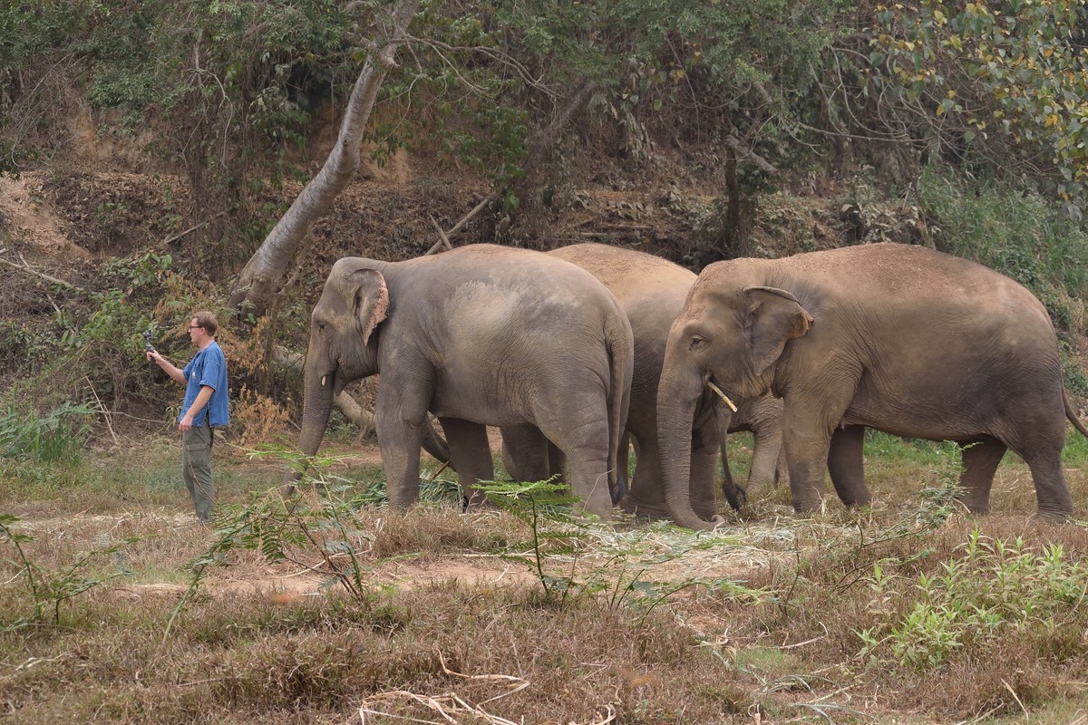 The greatest threat to African elephants is poaching for the illegal ivory trade. Image: Minor Hotels Group