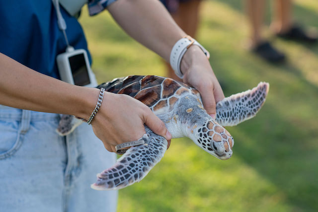 Green turtles suffer from over-harvesting in many areas around the world, for both meat and eggs. Image: Minor Hotels Group