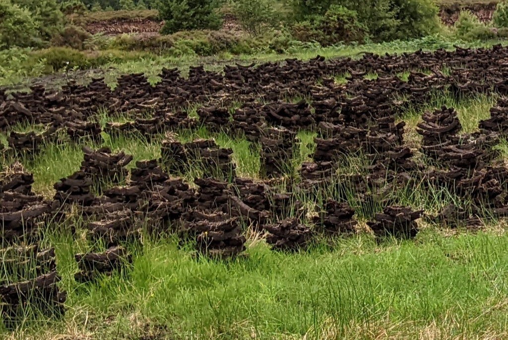 The community peat bog. Image by Andy Adler