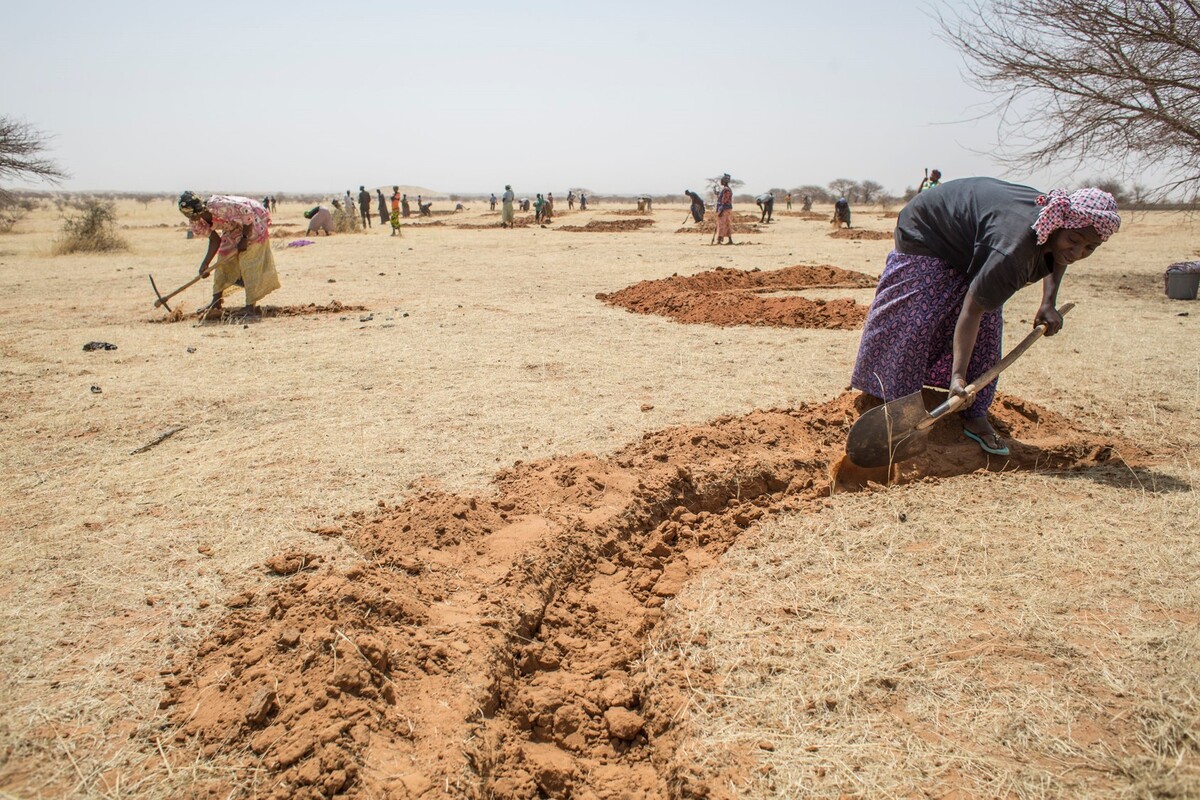 Land restoration in northern Niger is making degraded areas productive again, providing economic opportunities. Image: FAO/Giulio Napolitano