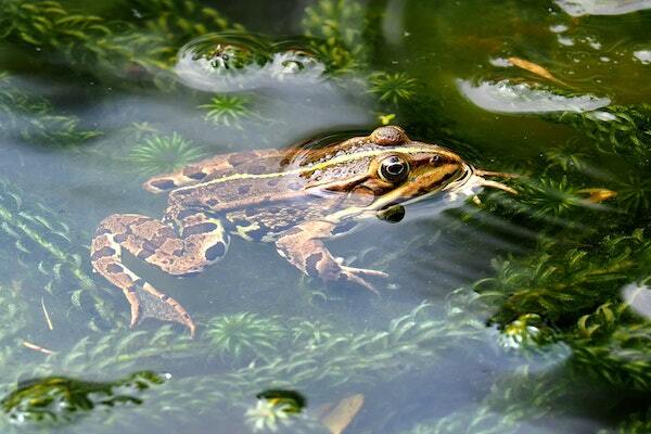 “The frog does not drink up the pond in which it lives,” according to a Native American proverb. Photo by Ed van duijn: Unsplash