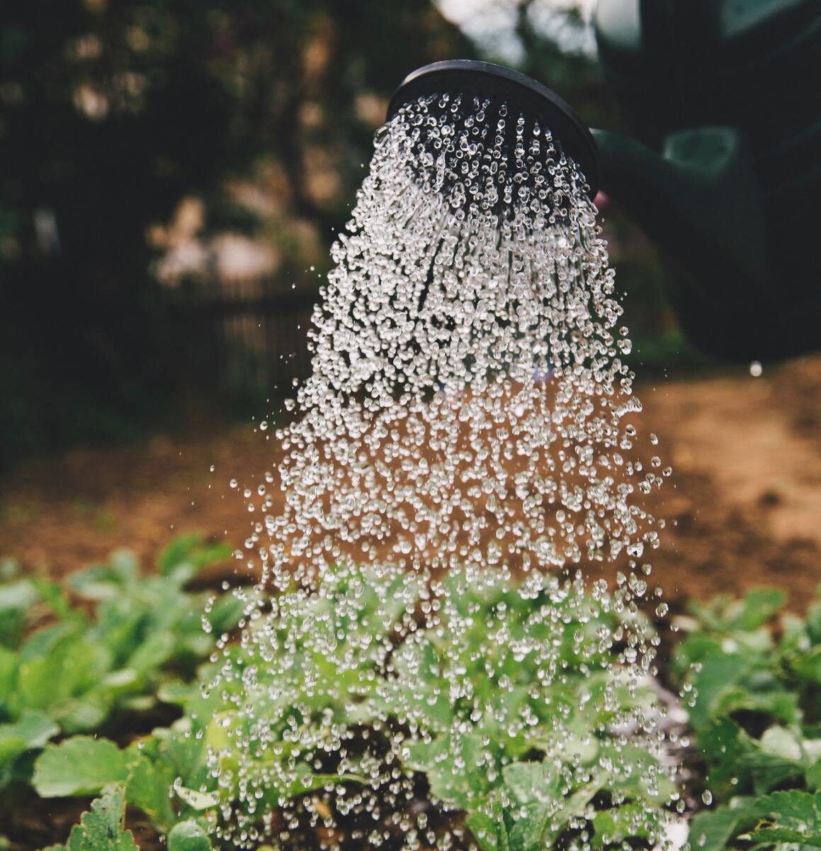 The largest demand for freshwater comes from agriculture, which consumes about 70% of freshwater globally. Photo by Markus Spiske: Unsplash