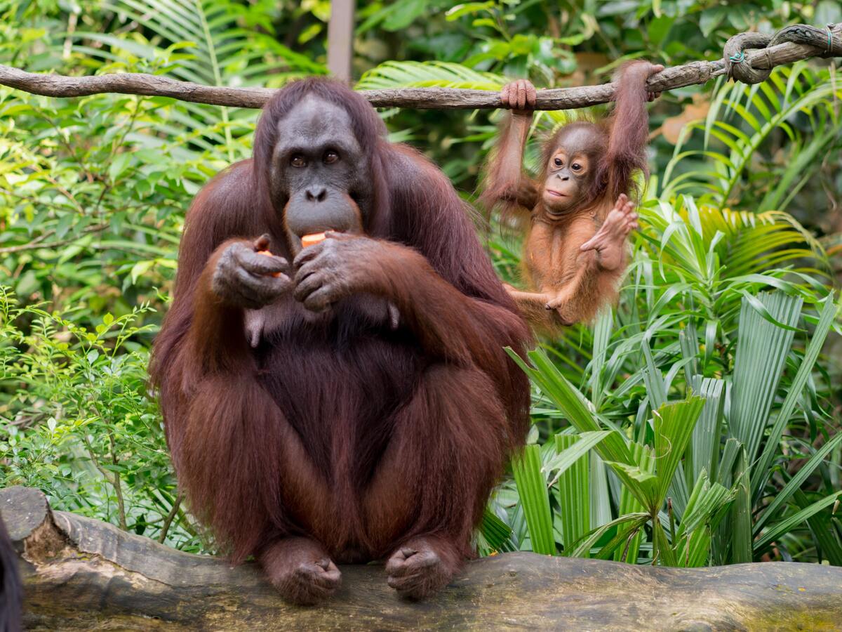 The main Threat to the survival of orangutan populations is the expansion of palm oil plantations in Borneo and Sumatra. Photo by Brett Jordan: Pexels