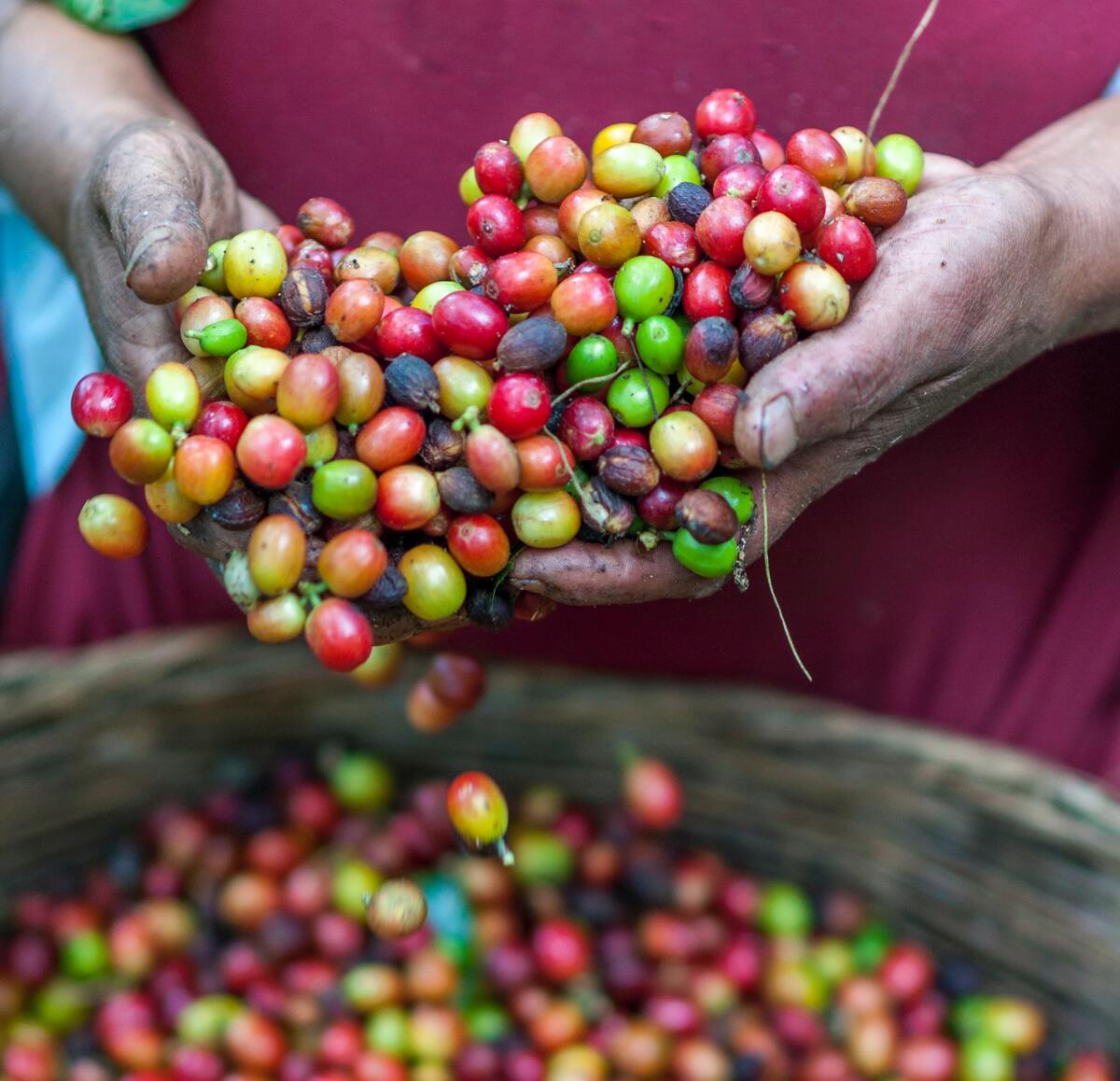 The Sustainable Coffee Platform of Indonesia holds education programmes. Photo by Rodrigo Flores: Unsplash