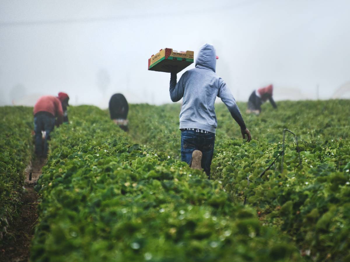 The Centre is Science and Technology for Pollinating Insects (Sting), is engaging with farmers. Photo by Tim Mossholder: Unsplash