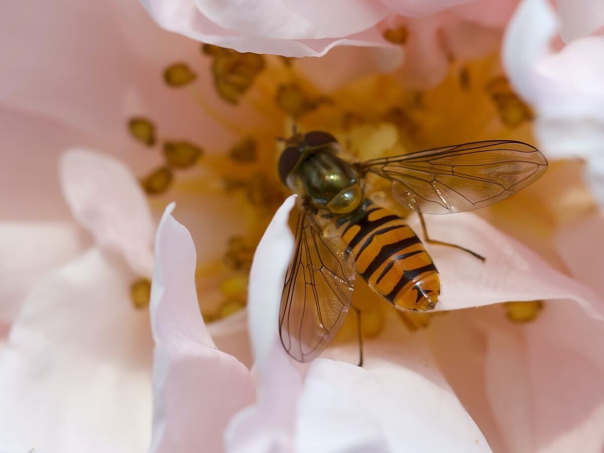 The new framework helps businesses guard against nature-based risks. Photo by Richard Fletcher courtesy of Pexels.