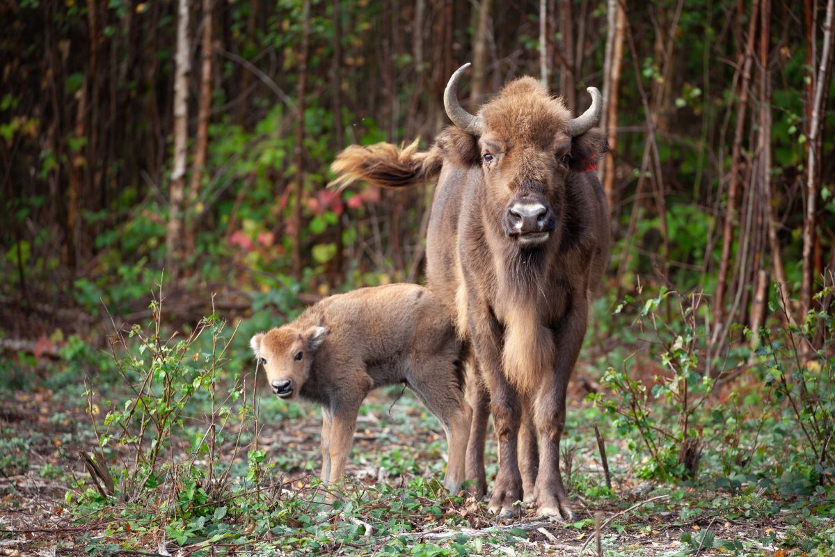 Bison mum and calf at Wilder Blean. Photograph courtesy of Wildwood Trust by Donovan Wright.