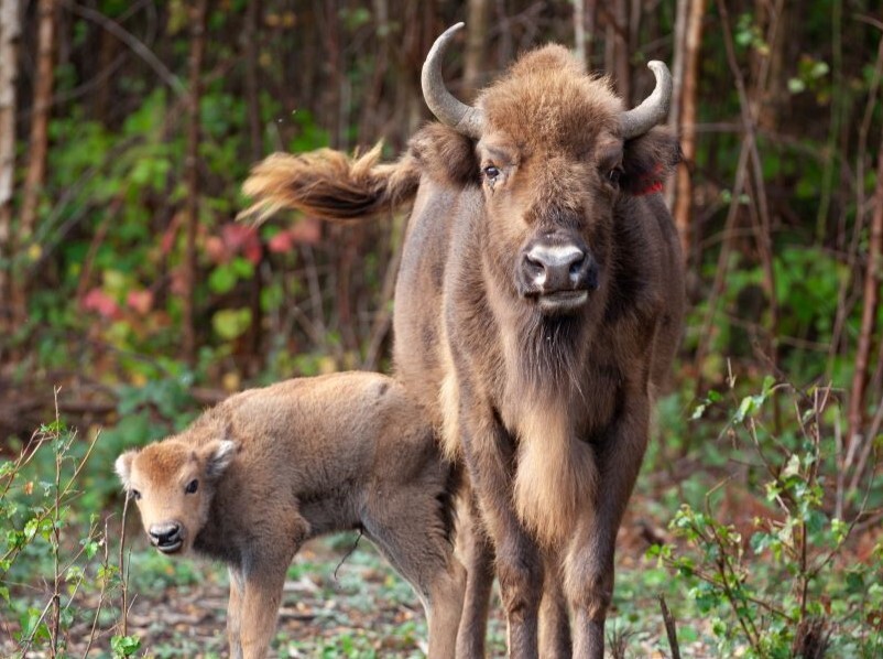 Rewilding in action: bringing bison back to Britain