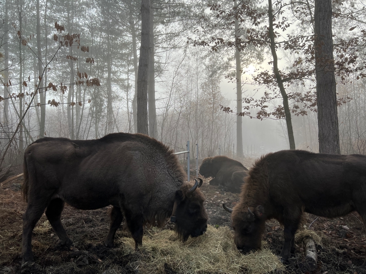 Bison in the mist. Photograph by Donovan Wright courtesy of Wildwood Trust.