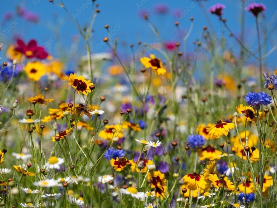 8 ways to increase biodiversity in a garden