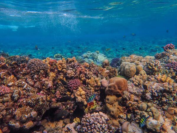 Marine biodiversity in international waters finally protected by UN treaty